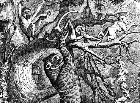 Обезьяны и пантера