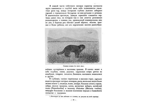 Степная кошка (1/10 настоящей величины).