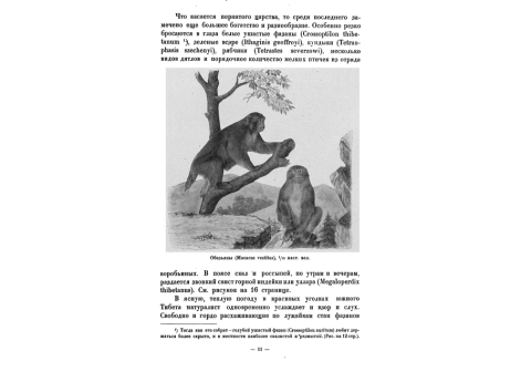 Обезьяны (Macacus vestitus), 1/12 настоящей величины.