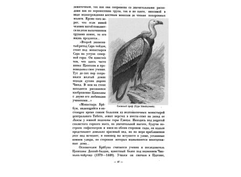 Снежный гриф (Gyps himalayensis).