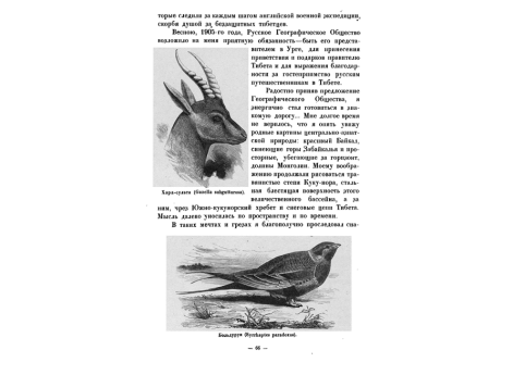 Больдурук (Syrrhaptes paradoxus).