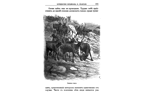 Оленье стадо.