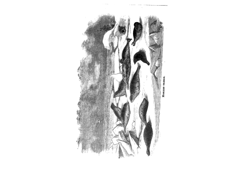 Молодые тюлени.