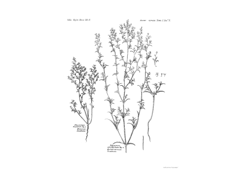 Том I. Таб. Е. Третычной Поликнем. Противолистной Поликнем.