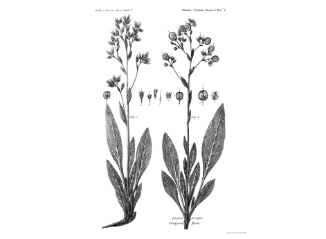 Том I. Таб.F. Риндерова Трава.