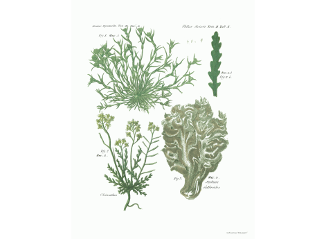 Том II. Таб.К.