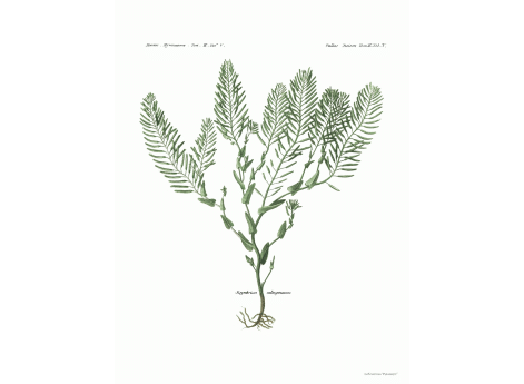 Том II. Таб.V. Sisymbrium salsuginosum.