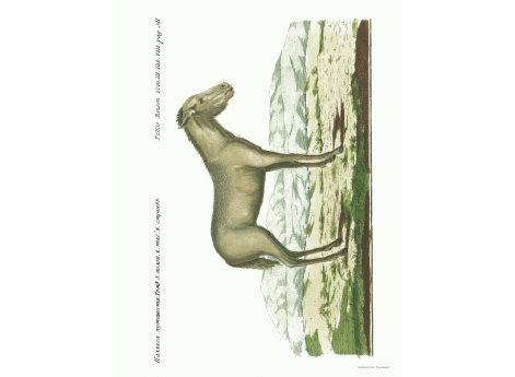 Том III. полов.2.табл.8. Стр.83.