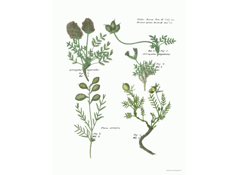 Том III. Таб.Cc.  Phaca arenaria. Astragalus laguroides. Astragalus ampullatus.