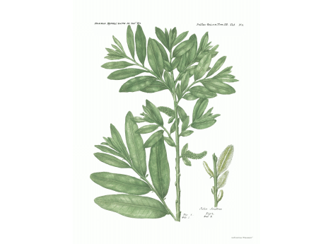 Том III. Таб.Nn. Salix Serotina.