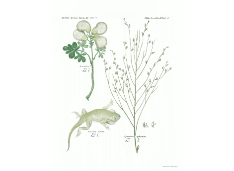 Том III. Таб.V. Lacerta aurita. Spartium aphyllum.