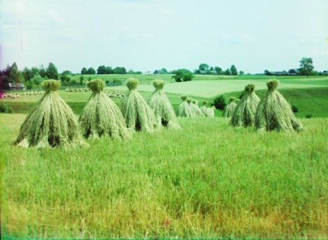 Сжатое поле. Полоцкий уезд.