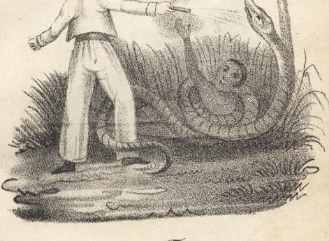 Обезьяна Петерс. Иллюстрация в книге