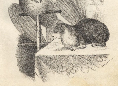 Кошка и попугай. Иллюстрация в книге