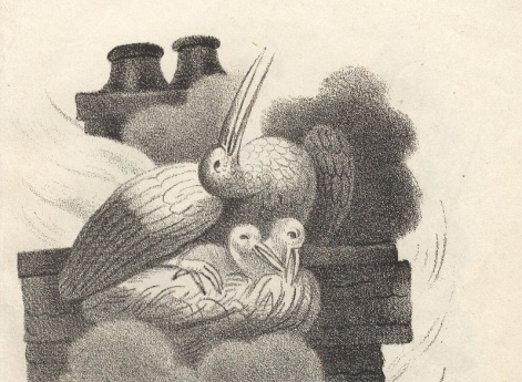 Материнская самоотверженность. Цапля. Иллюстрация в книге